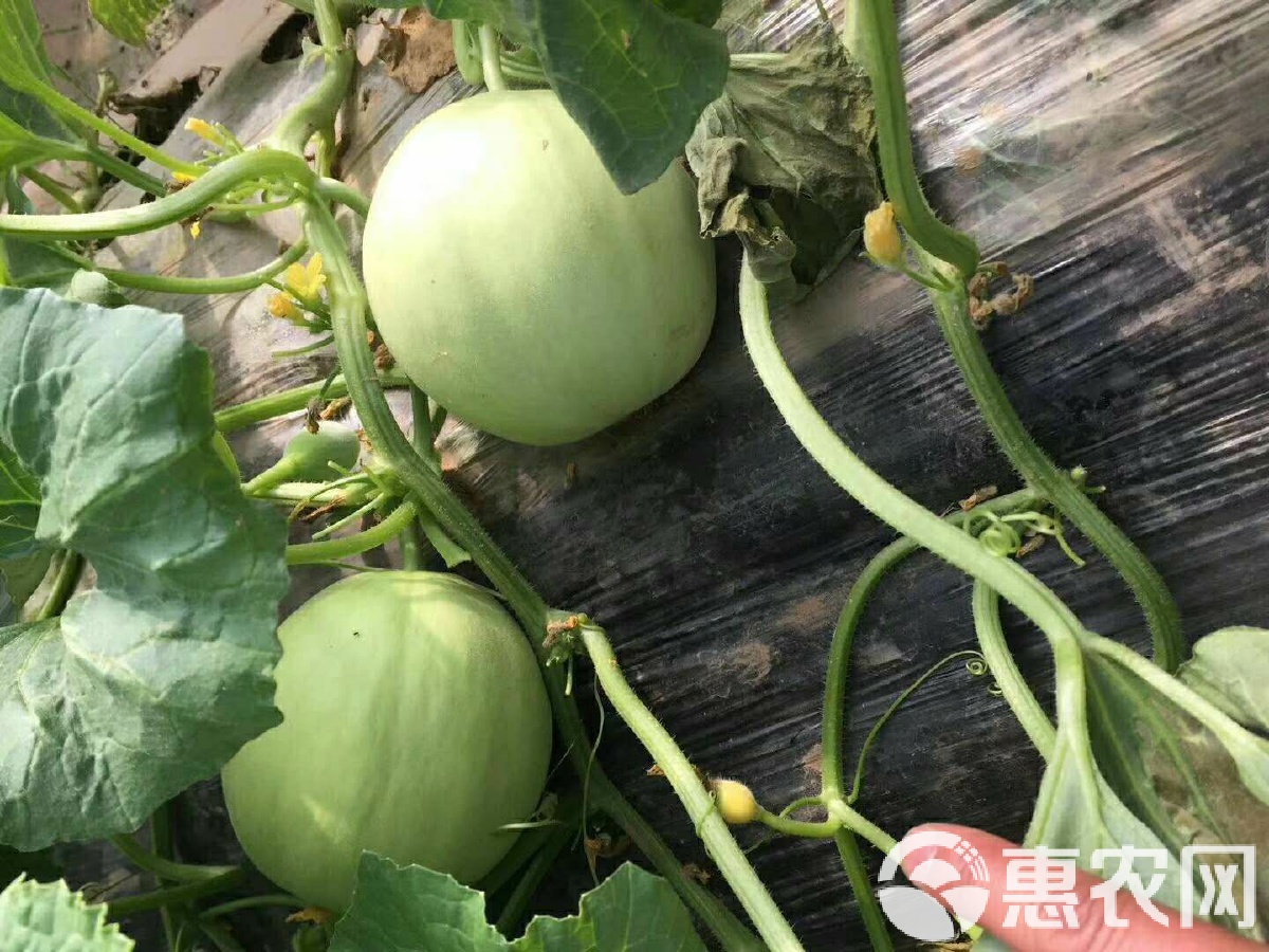 閆良甜瓜行情揭秘，夏日甜瓜情緣與夏日記憶